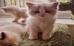 Ragdoll cats for sale: Ragdoll kittens  - Image 12