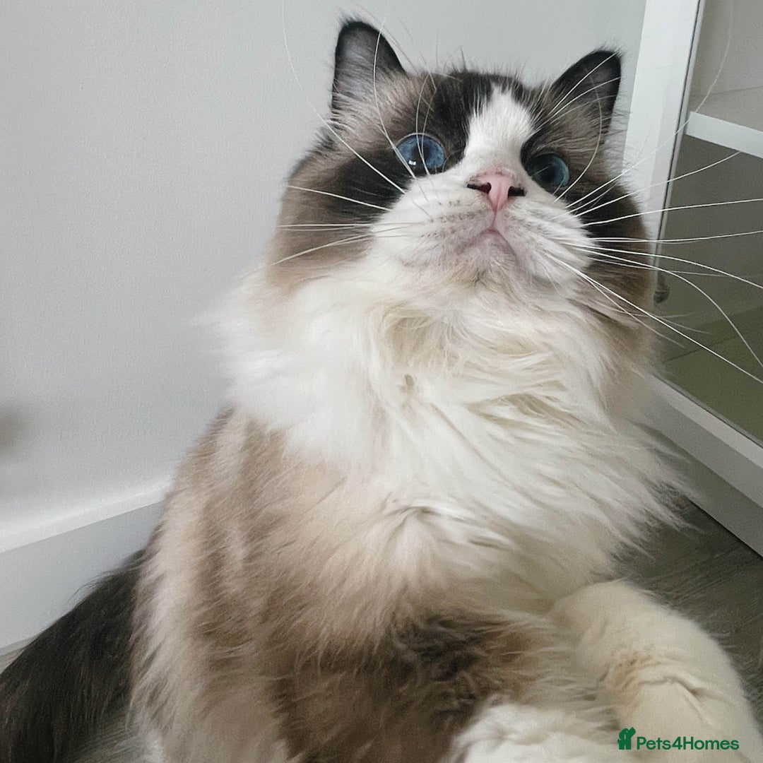 Ragdoll cats for sale: Retried female bicolour ragdoll TICA registered - Advert 1