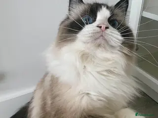 Ragdoll cats Retried female bicolour ragdoll TICA registered - Advert 20