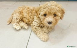 Cavapoochon dogs for sale: 2 Cavapoochons girls for sale. Wilmslow. Cheshire. - Image 32