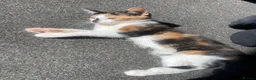 Mixed Breed cats for sale: 2 female kittens  - Advert 3