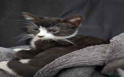 British Shorthair cats for sale: Beautiful British shorthair kittens - Advert 4