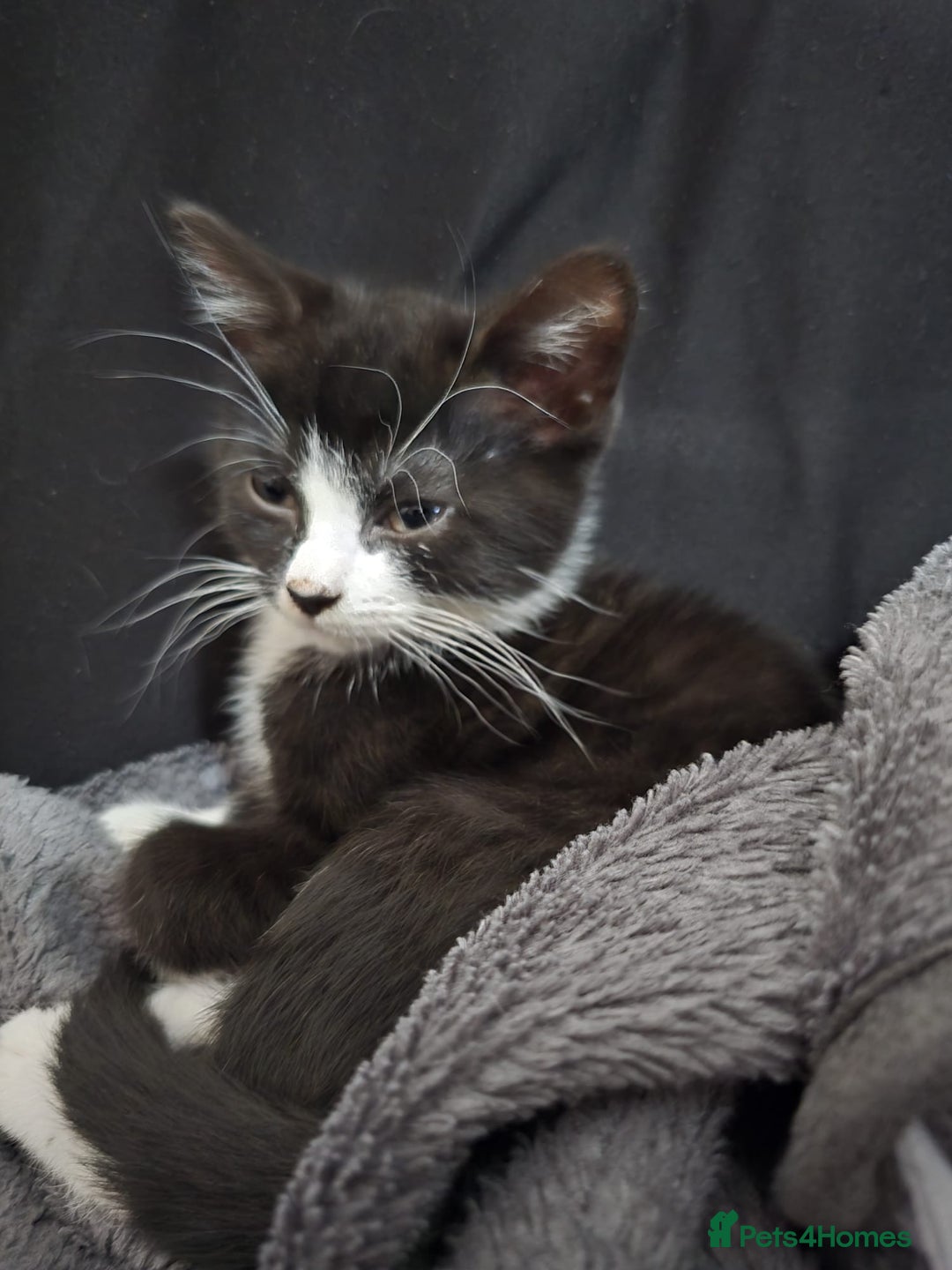 British Shorthair cats for sale: Beautiful British shorthair kittens - Advert 4