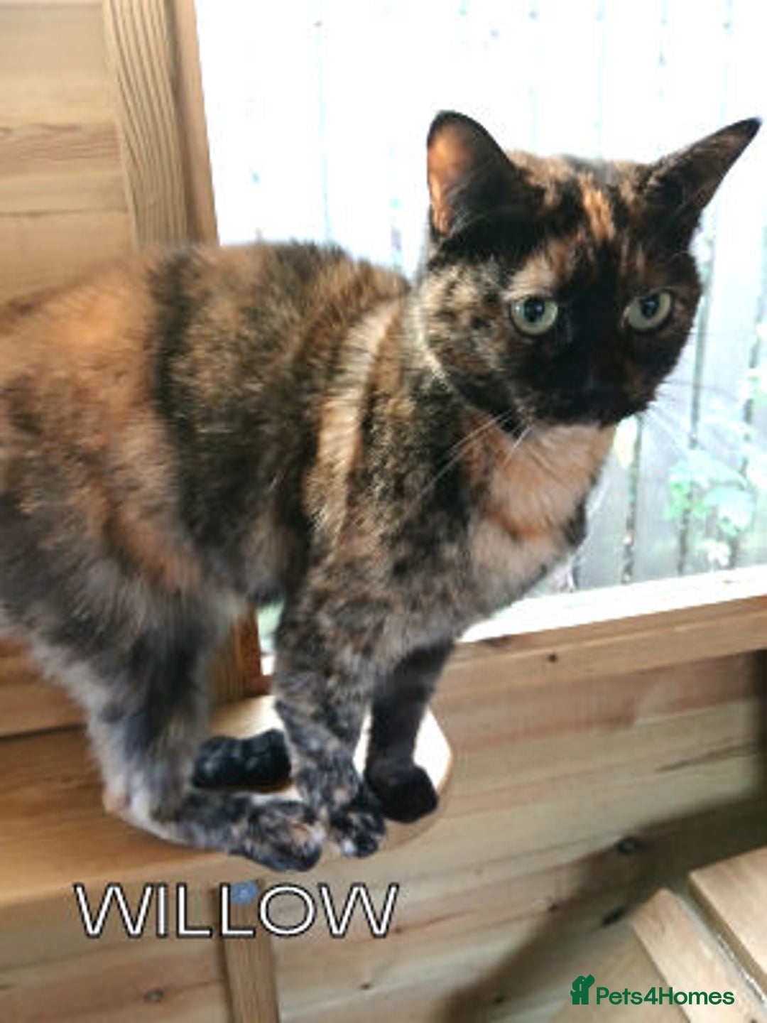 Mixed Breed cats for adoption: WILLOW AND TINKERBELL - Advert 1