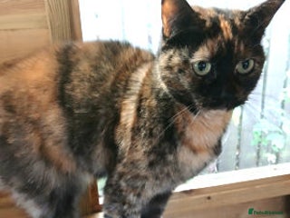 Mixed Breed cats WILLOW AND TINKERBELL - Advert 1