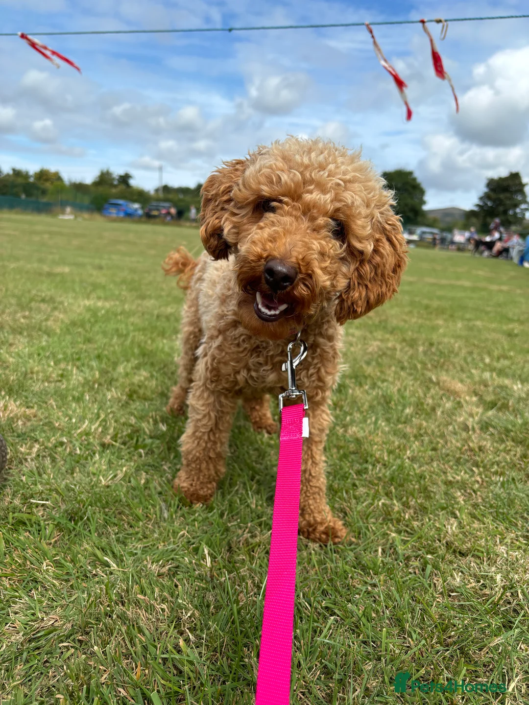 Gallery Image {{count}}