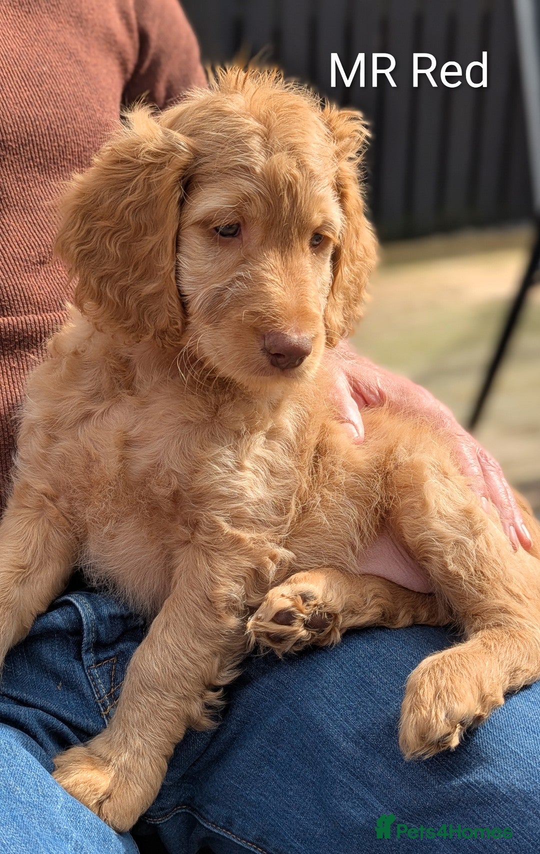 Mixed Breed dogs Cockapoo/Australian Labradoodle Pups  - Advert 7