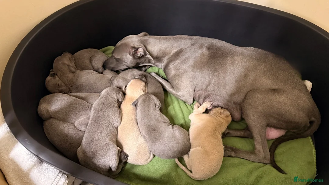 Whippet dogs for sale: Whippet puppy’s - Advert 2
