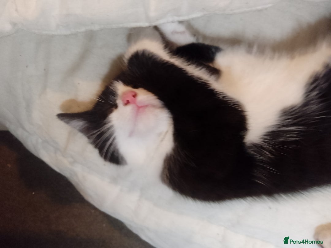 Mixed Breed cats for sale: All 4 of litter girls.Socialised. - Image 3