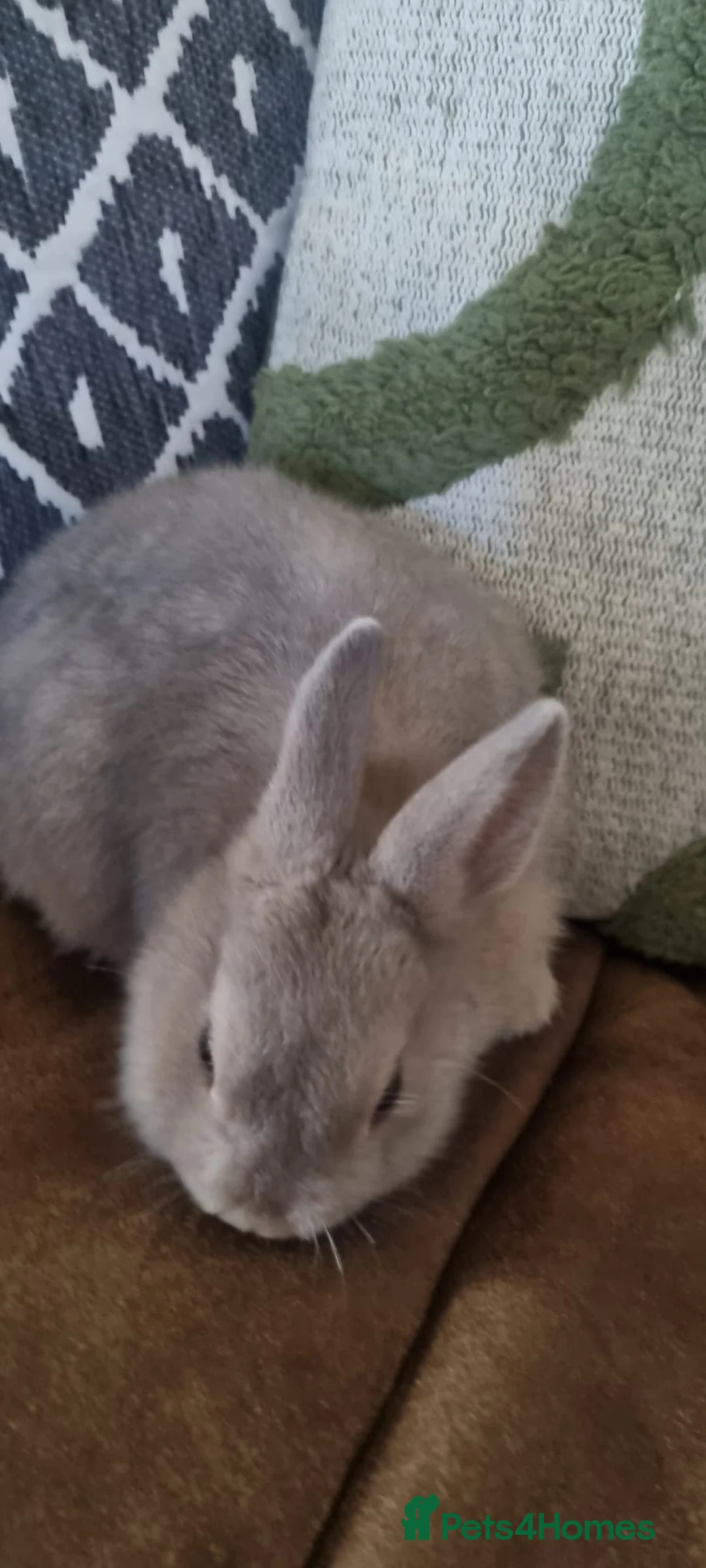 Netherland Dwarf rabbits for sale: Baby Pure Bred Netherland Dwarf - Agouti Female - Advert 7