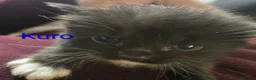 Siberian cats for sale: Adorable Siberian kittens - Advert 28