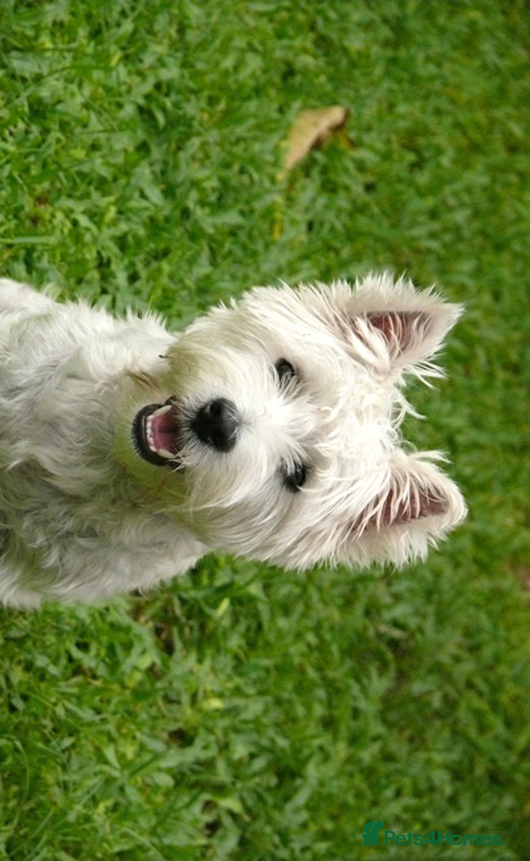 West Highland Terrier dogs for sale: WESTIE GIRL WANTED - Image 2