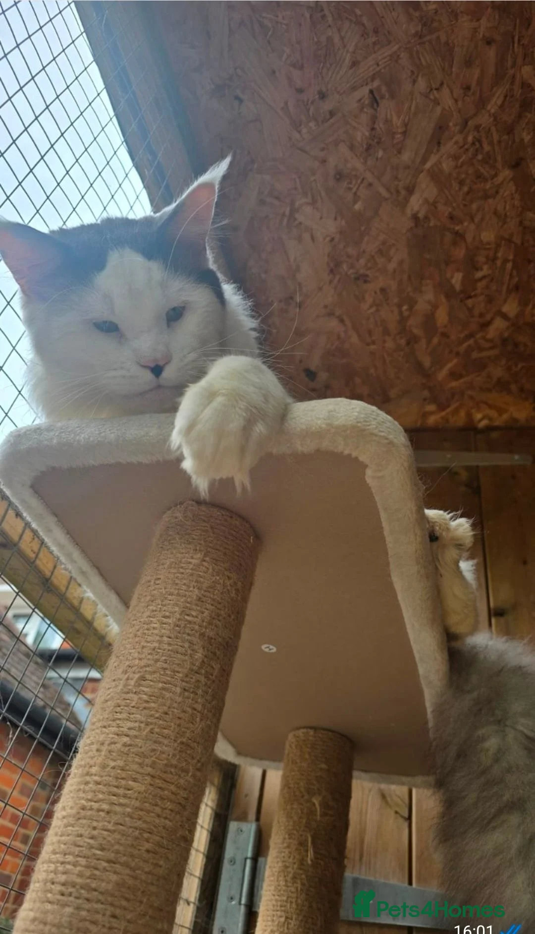 Maine Coon cats for sale: Retiring Stud  - Advert 2