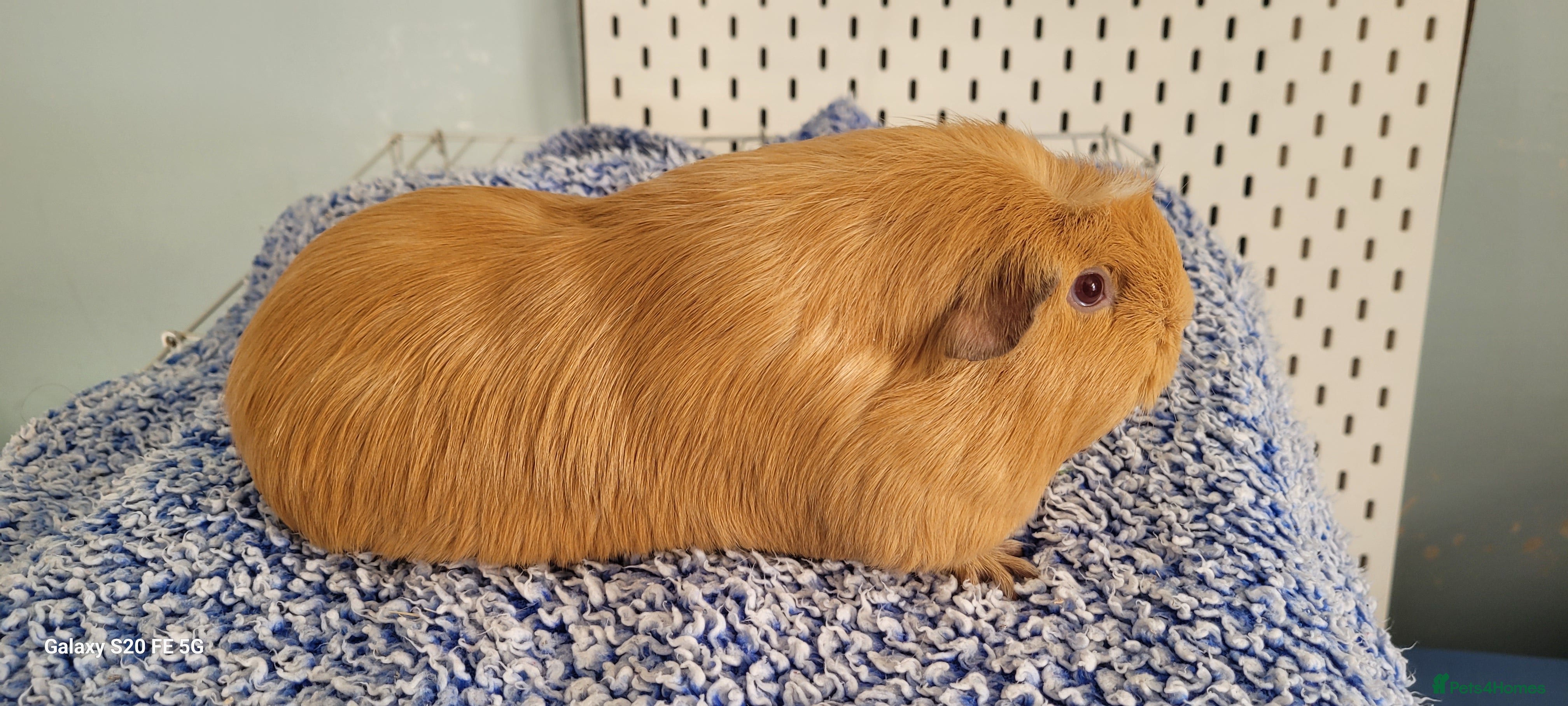 Guinea Pig rodents Skinnies and guineas for sale  - Advert 5
