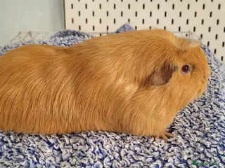 Guinea Pig rodents Skinnies and guineas for sale - Advert 3