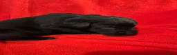 Labrador Retriever dogs for sale: Stunning black Labrador puppies  in Steyning - Advert 6