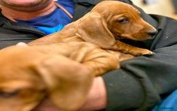 Miniature Dachshund dogs for sale: KC reg miniature smooth haired dachshunds  - Image 4