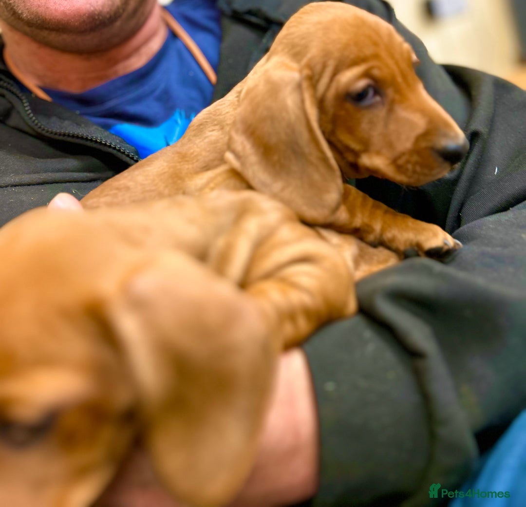 Miniature Dachshund dogs for sale: KC reg miniature smooth haired dachshunds  - Image 4