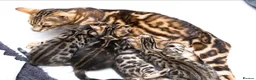 Bengal cats for sale: Bengal mix  - Advert 1