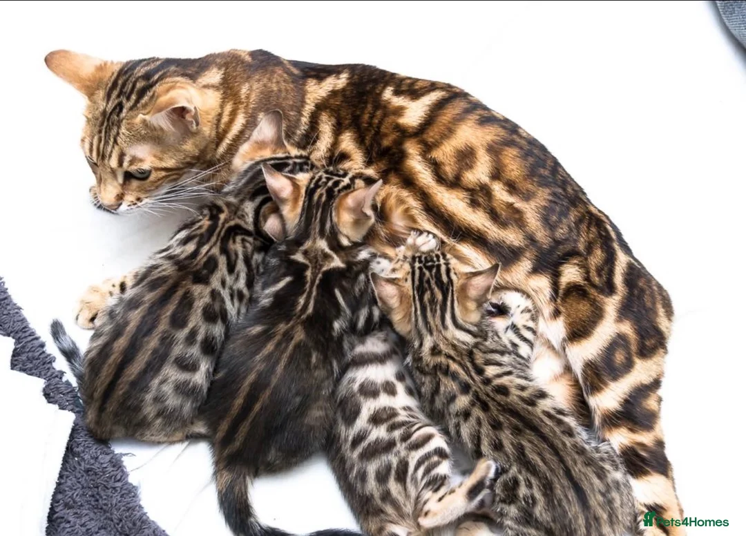Bengal cats for sale: Bengal mix  - Advert 1