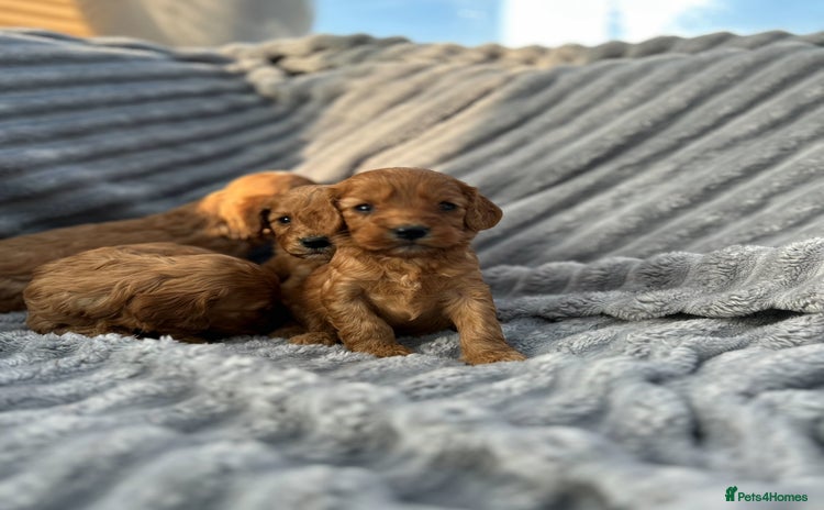 Cockapoo dogs - Advert 2