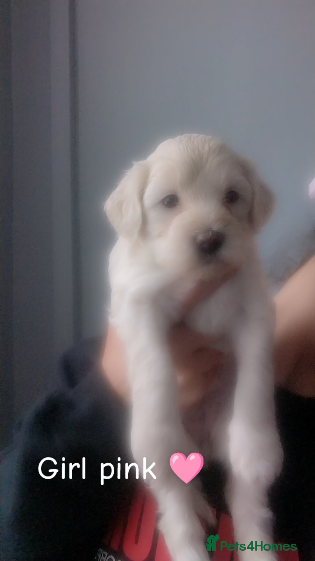 Poochon dogs for sale: Poochons💥 2 Beauties READY TO LEAVE NOW 💥  - Image 17