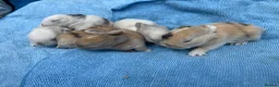 Mini Lop rabbits for sale: Stunning mini lops for sale  - Advert 8