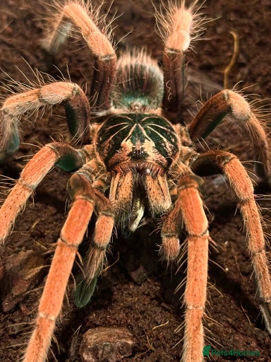 Gallery Image {{count}}