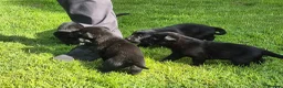 Sheprador dogs for sale: Sheprador puppys - Advert 4
