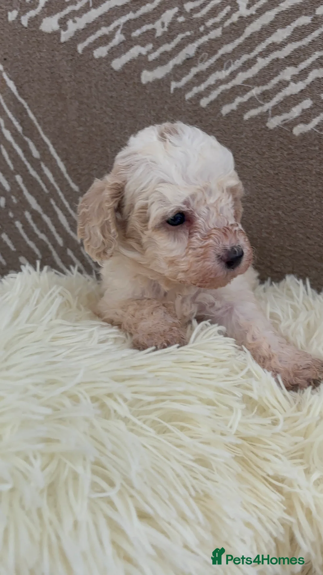 Cavachon dogs for sale: 🐶 apricot  cavapoochon puppies ready to leave 🐶  - Advert 9