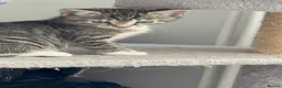 Mixed Breed cats for sale: 4 beautiful kittens, ready today, amazing mix  - Advert 17