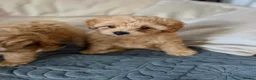 Miniature Poodle dogs for sale: Minature Poodle puppys!🐶🐾 - Advert 13