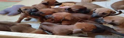 Rhodesian Ridgeback dogs for sale: Pedigree Rhodesian Ridgeback puppies.  - Advert 17