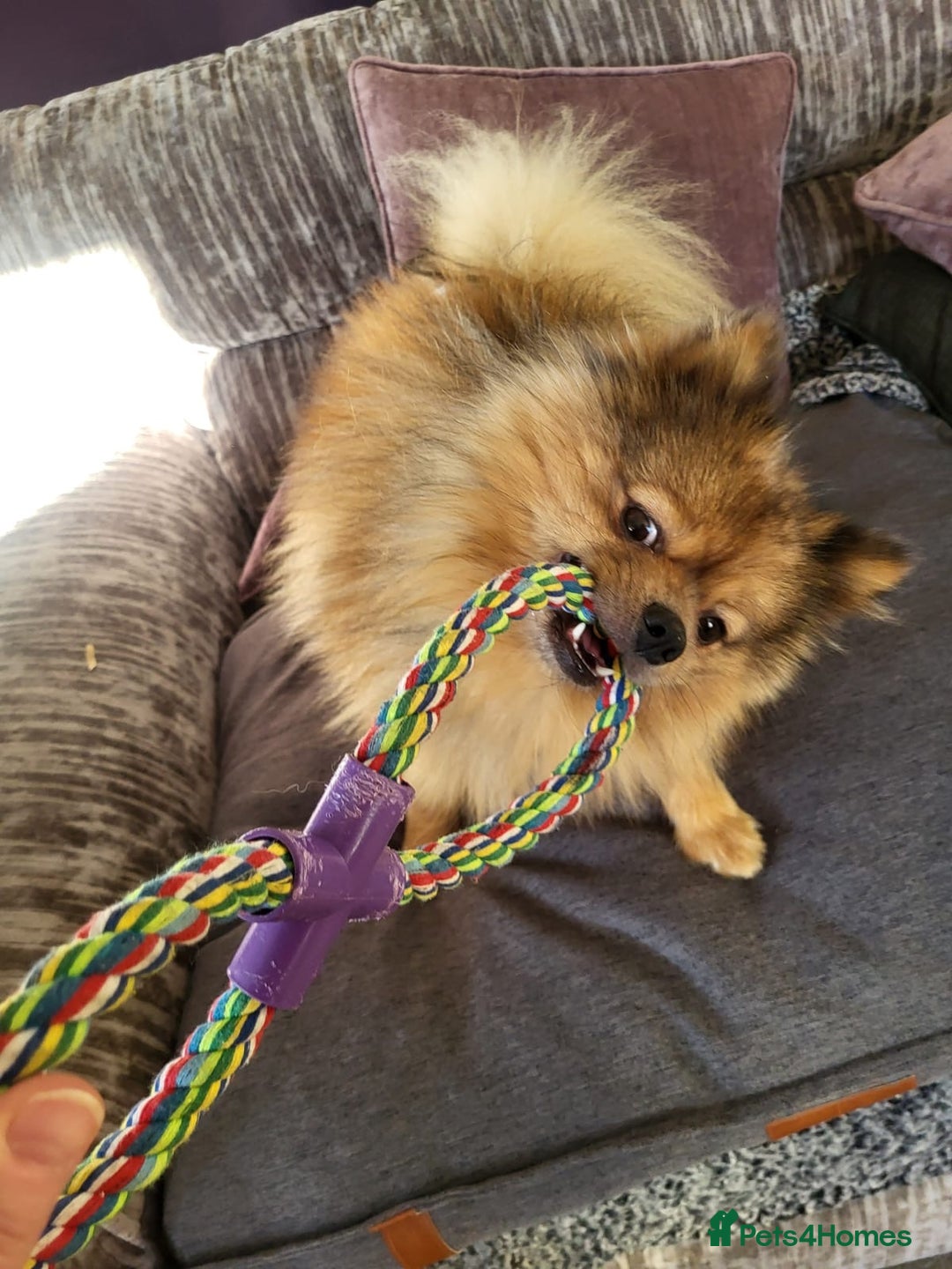 Pomeranian dogs for sale: Pomeranian boy (Bruno) - Advert 6