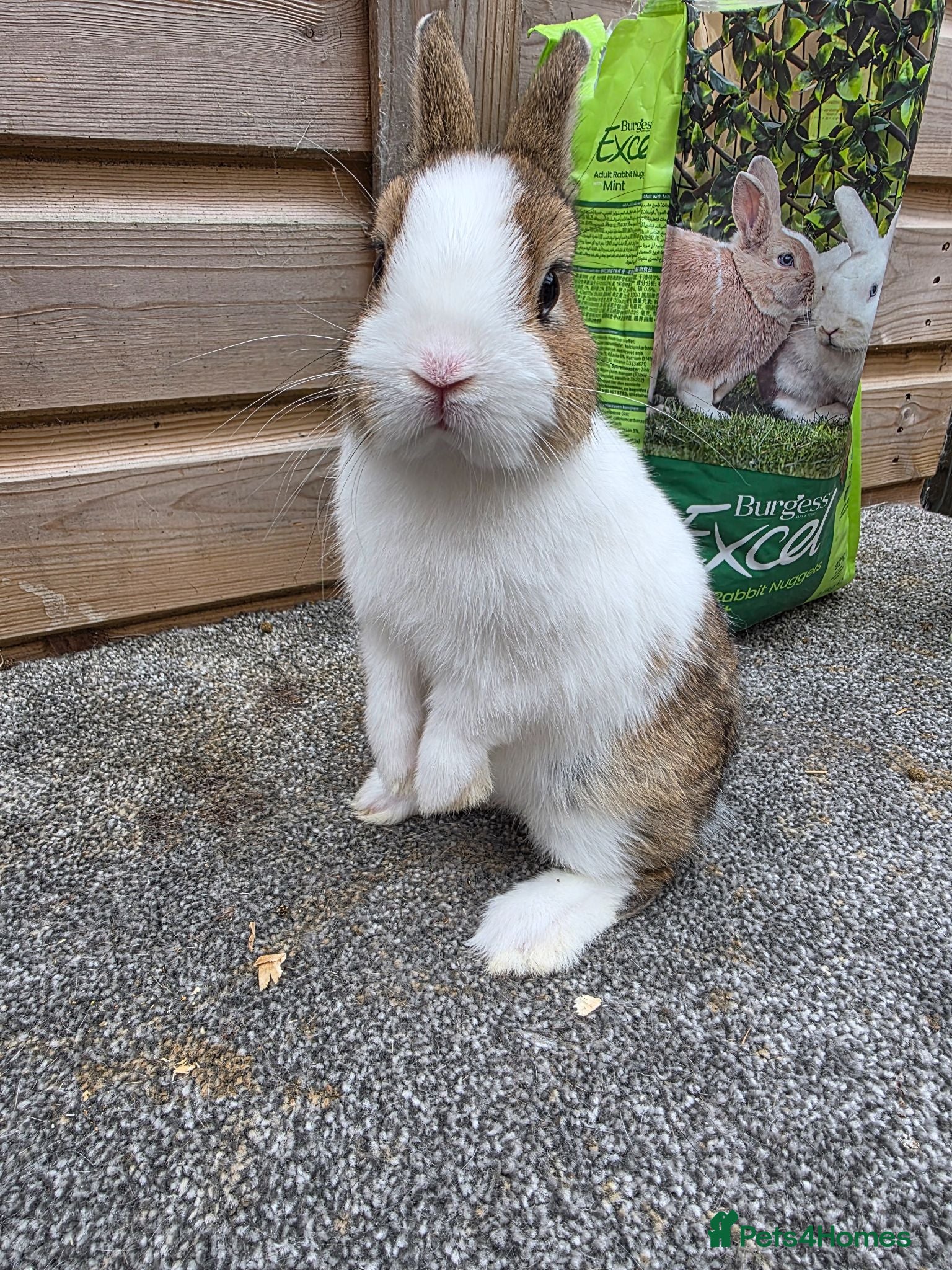 Netherland Dwarf rabbits Netherland Dwarf kits black otter, agouti vienna  - Advert 14