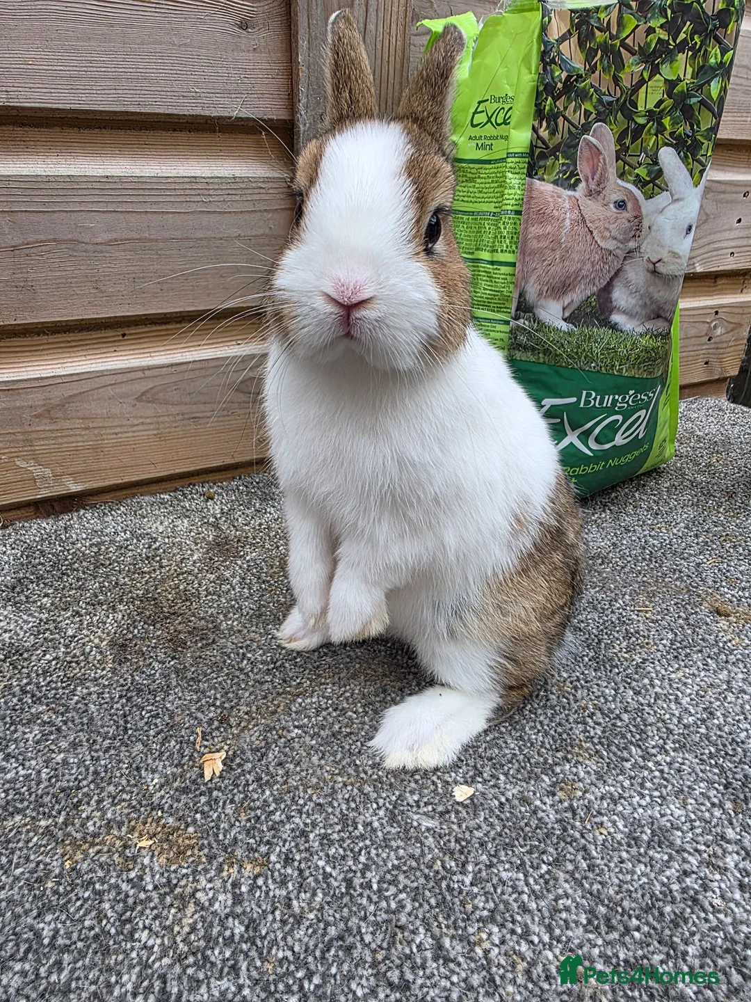 Netherland Dwarf rabbits for sale: Netherland Dwarf kits black otter, agouti vienna  - Advert 1
