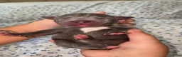 Staffordshire Bull Terrier dogs for sale: KC-QUALITY BLUE STAFFORDSHIRE BULLTERRIER PUPPIES - Advert 19