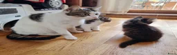 Mixed Breed cats for sale: 5 Beautiful Kittens For Sale!!!!! - Advert 3