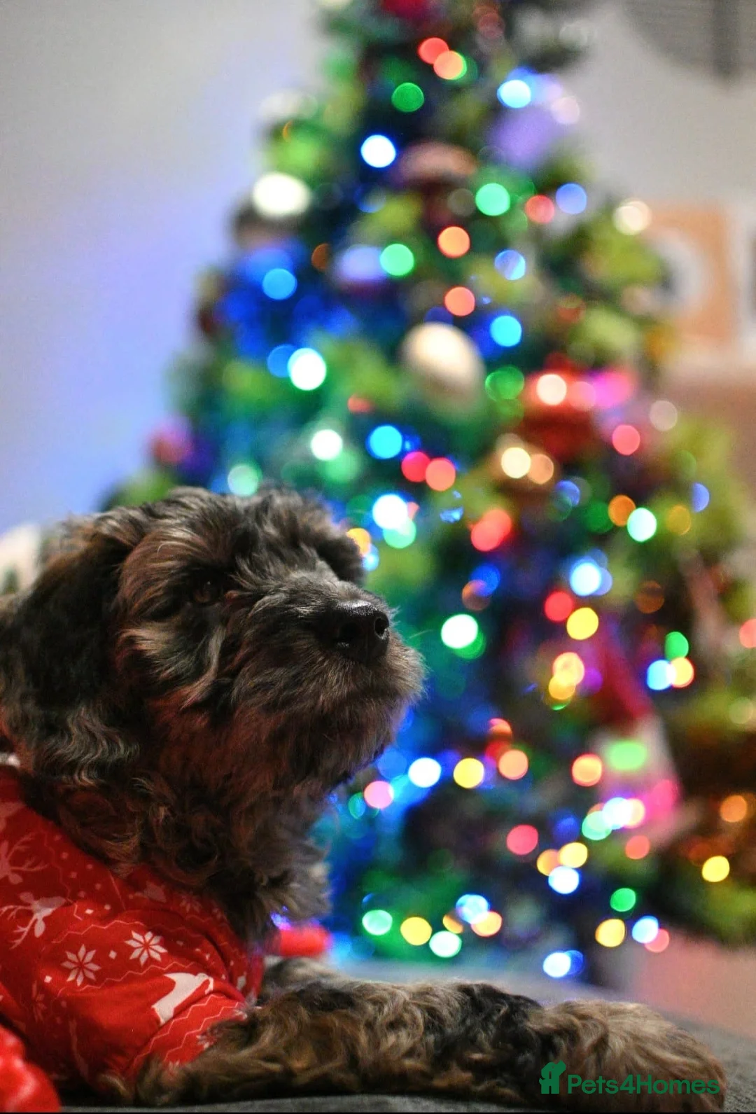 Poodle dogs for stud:  CHCHOCOLATE MERLE POODLE CARRYING PARTI in Todmorden - Advert 2