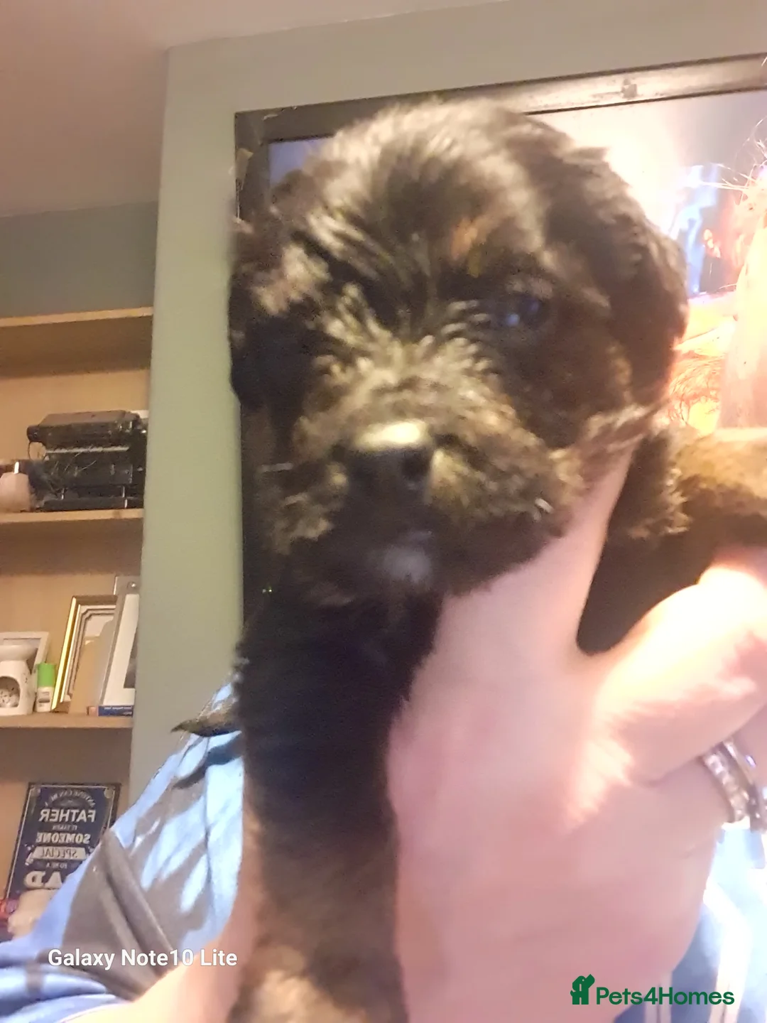 Mixed Breed dogs for sale: Boodles - Advert 8