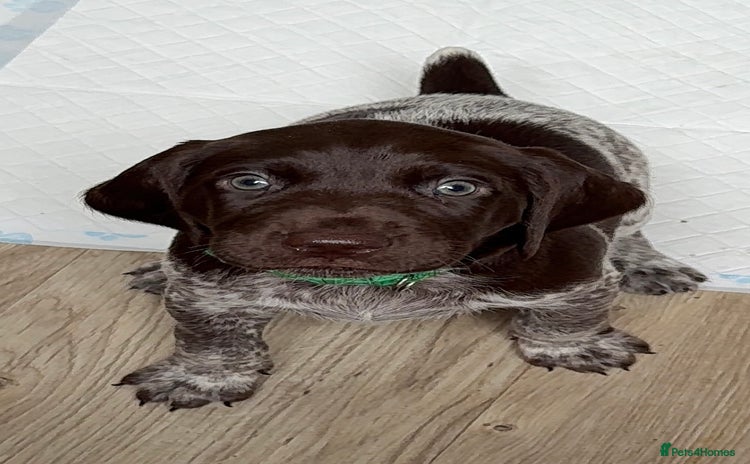 German Shorthaired Pointer dogs - Advert 1