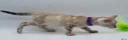 Bengal cats for sale: TICA Registered Brown & Snow Lynx Bengal Kittens - Advert 27
