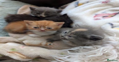 Persian cats - Advert 2