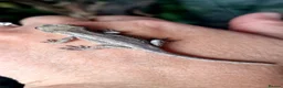 Gecko reptiles for sale: Gargoyle Gecko Babies 2+ months - Advert 4