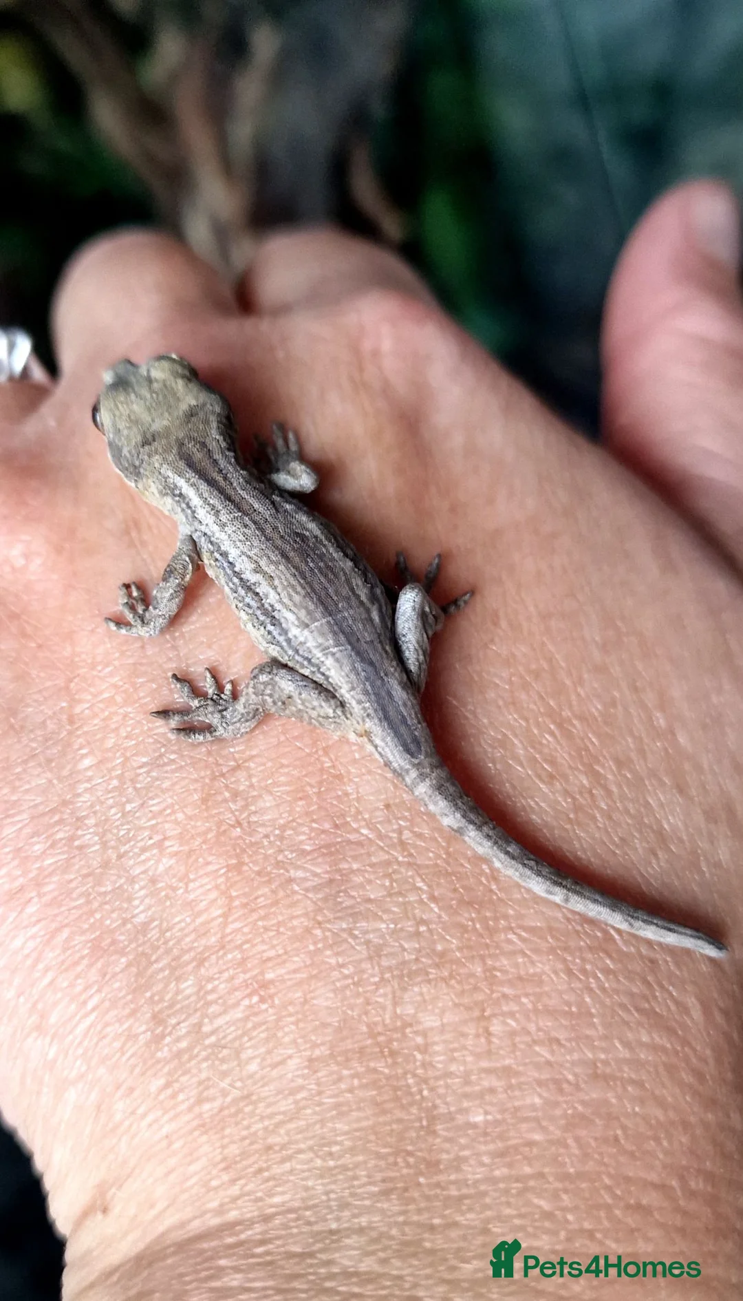 Gecko reptiles for sale: Gargoyle Gecko Babies 2+ months - Advert 4