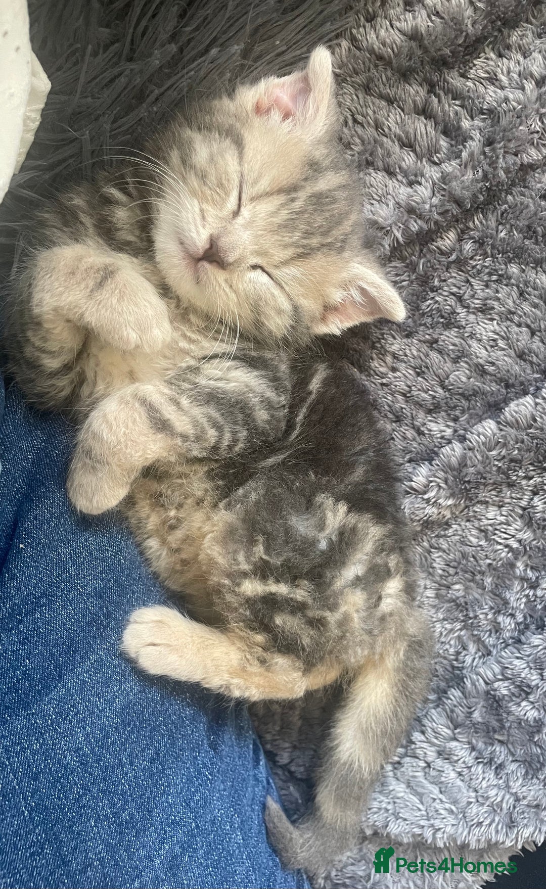 Mixed Breed cats for sale: Beautiful grey tabby  - Image 5