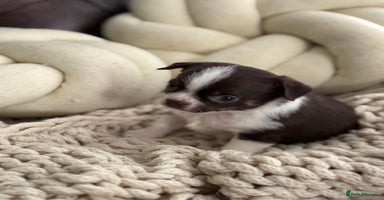 Chihuahua dogs - Advert 6