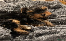 Yorkshire Terrier dogs for sale: Adorable Mini Yorkshire Terrier Puppy 🐾 - Image 4