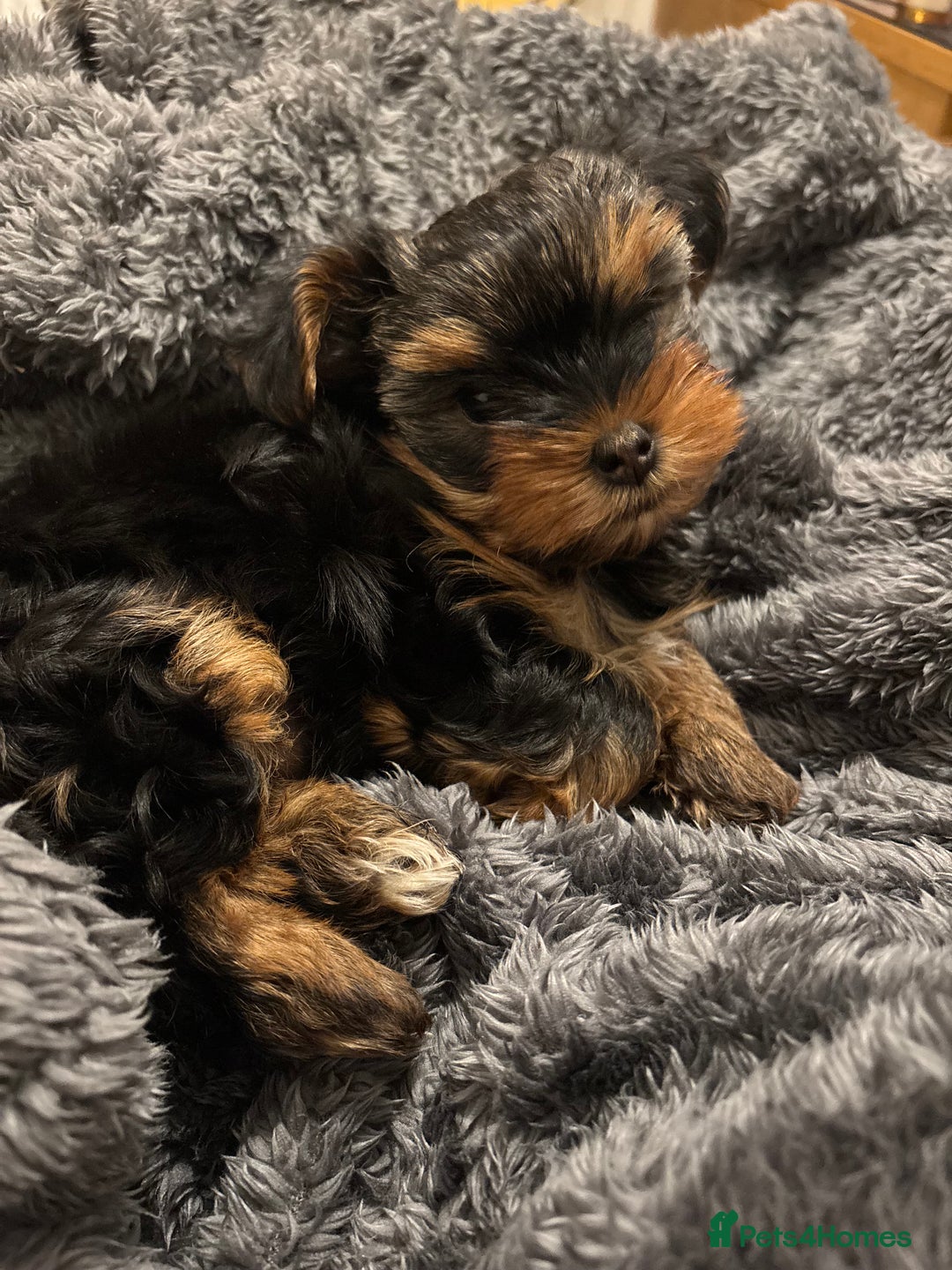 Yorkshire Terrier dogs for sale: Adorable Mini Yorkshire Terrier Puppy 🐾 - Image 4