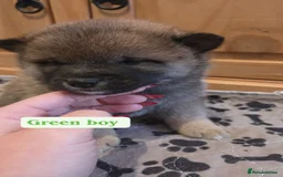 Japanese Shiba Inu dogs for sale: Shiba Inu – 5 Puppies  - Advert 9